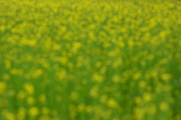 Mustard plant with blur background.