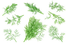 Fresh Green Dill Isolated On White Background. Top View. Flat Lay