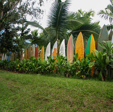 Multicolored Surfboards Among Palm Trees And Green Grass In Maui