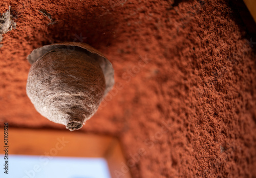 Fotomural alveare di api e vespe all'interno di una casa