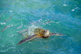Fototapeta Łazienka - Hawaiian Sea Turtle in Kauai