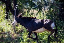 Sable Antelope Herd And Portrait In South Africa  