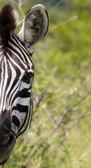 Wall Mural - Burchells Zebra in the Kruger National Park South Africa 