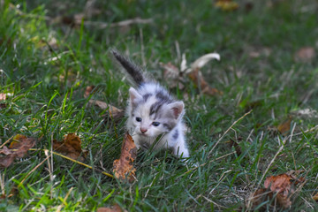 Wall Mural - Curious little kitten play in the grass. Little kitty play outside