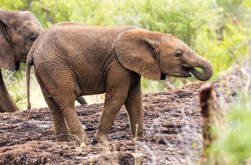 Wall Mural - Elephants in the Kruger National Park South Africa 