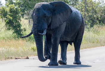 Wall Mural - Elephants in the Kruger National Park South Africa 