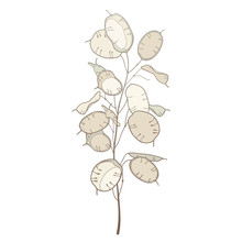 Stem Of Outline Lunaria Or Honesty Or Moonwort Dried Flower Bunch In Pastel Beige Isolated On White Background.