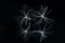 Seeds Of A Plant With Fluff For Distribution Through The Air. Fluff Of Plants, Carry Seeds In The Wind. On A Black Mirror Background.