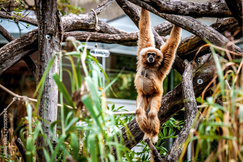 Fotomural A small gibbon hangs on a branch, holding hands.