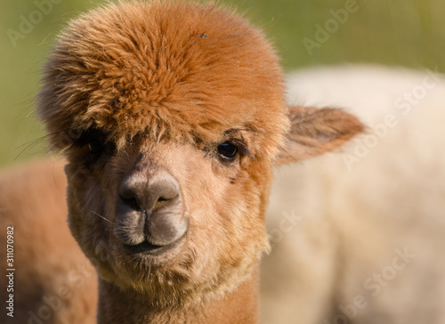 Cute Alpaca Face Closeup Buy This Stock Photo And Explore Similar Images At Adobe Stock Adobe Stock