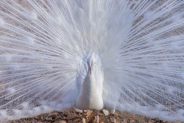 Elegant white color peacock