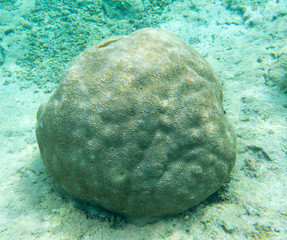 Beautiful corals in the reef