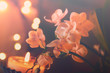 Orchidee und Kerze,  Dekoration mit Lichtpunkten	