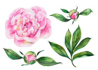 Wall Mural - Set of peonies flowers on an isolated white background, watercolor peony illustration, botanical painting, stock illustration.