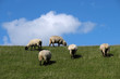 © Westwind - Deich an der Nordseeküste mit Schafen und blauem Himmel im Sommer 2019 - Stockfoto