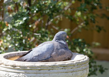Pigeon In Bath
