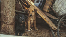 The Homeless Little Puppies In A Junkyard.