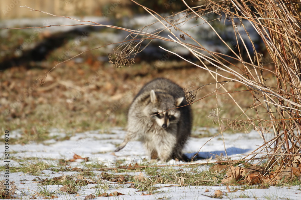 Rabid Raccoon foaming at the mouth. While this particular raccoon may ...