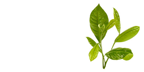 branch with green leaves isolated on white