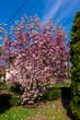 Large magnolia tree with many flowers at spring