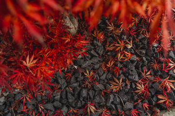Wall Mural - maple leaves lying on the ground