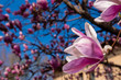 Pink Magnolia flower in the garden at spring with blue sky