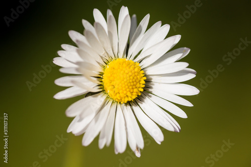 Obraz stokrotki  zamknac-sie-z-bialego-kwiatu-stokrotki