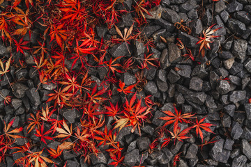 Wall Mural - maple leaves lying on the ground