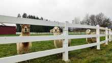 Three Friendly Happy Majestic Alpacas With A Barn And Birds Flying In The Background And A White Picket Fence And Green Grass In The Fall In Washington State