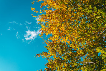 Wall Mural - Fall tree tops
