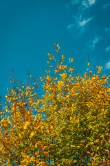 Wall Mural - Fall tree tops