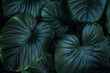 Tropical leaves background texture. Nature concept