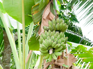 Close up green Banana in the garden on summer