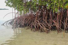 Close Up Of Long Mangrove Tree Roots. Mangrove At Low Tide. Mangrove And Roots On Sand, Lombok, Indonesia. Red Mangrove, Rhizophora Mangle. Best Background For Your Project.