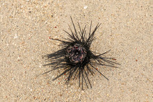 One Of Diadema Setosum On Tropical Beach With Fine Yellow Sand. Still Vivid Long Spined Sea Urchins Stuck In Fine Sand During Low Tide. Close Up Of One Single Black Sea Urchin With Bright Blue Stripes