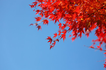 鮮やかに紅葉したカエデの葉っぱ