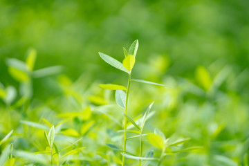 Green nature Young tree