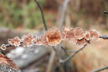 Split gills (Schizophyllum commune) mushroom growing on a tree branch