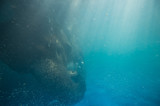 Fototapeta Sypialnia - Swimming Elephant Underwater. Asian elephant in swimming pool with sunrays and ripples at water surface.