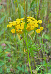 Wall Mural - Herb costmary (Tanacetum vulgaris) 1