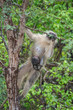 Kotawiec sawannowy (Vervet monkey)