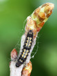 The orange footman (Eilema sororcula, Wittia sororcula), caterpillar