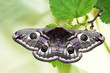 The small emperor moth (Saturnia pavonia)