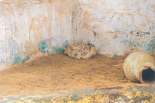 Group Of Cute Small African Foxes Fennec Family Sleeping Together In Cage Of Zoo. Horizontal Color Photography.