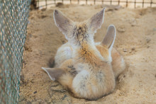 Closeup View From Back Several Cute Small African Foxes Fennec Family Sleeping Together In Cage Of Zoo. Horizontal Color Photography.