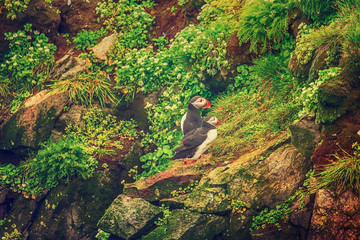 Wall Mural - Two atlantic puffins