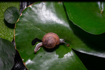 Snails on lotus leaves