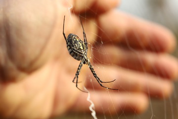 spider