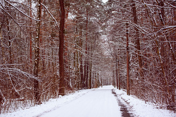 Wall Mural - Winter forest with path