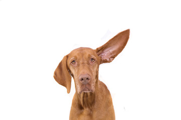 Wall Mural - Attentive pointer dog with one ear up. Isolated on white background.